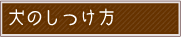 犬のしつけ方 東京
